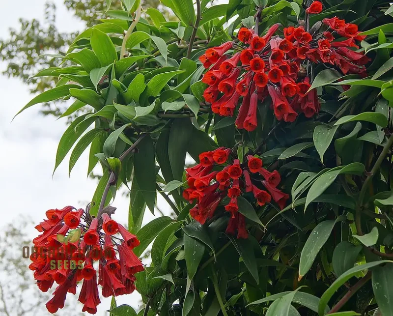 Bomarea Salsilla Seeds – Exotic Climbing Bloom Variety for Lush Garden Beauty