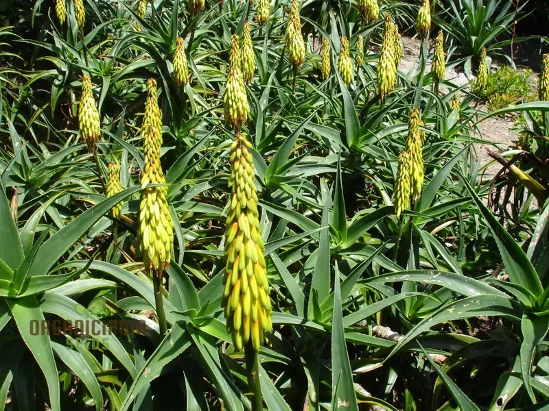 Aloe Striatula Seeds – Premium Exotic Garden Variety for Resilient Landscaping