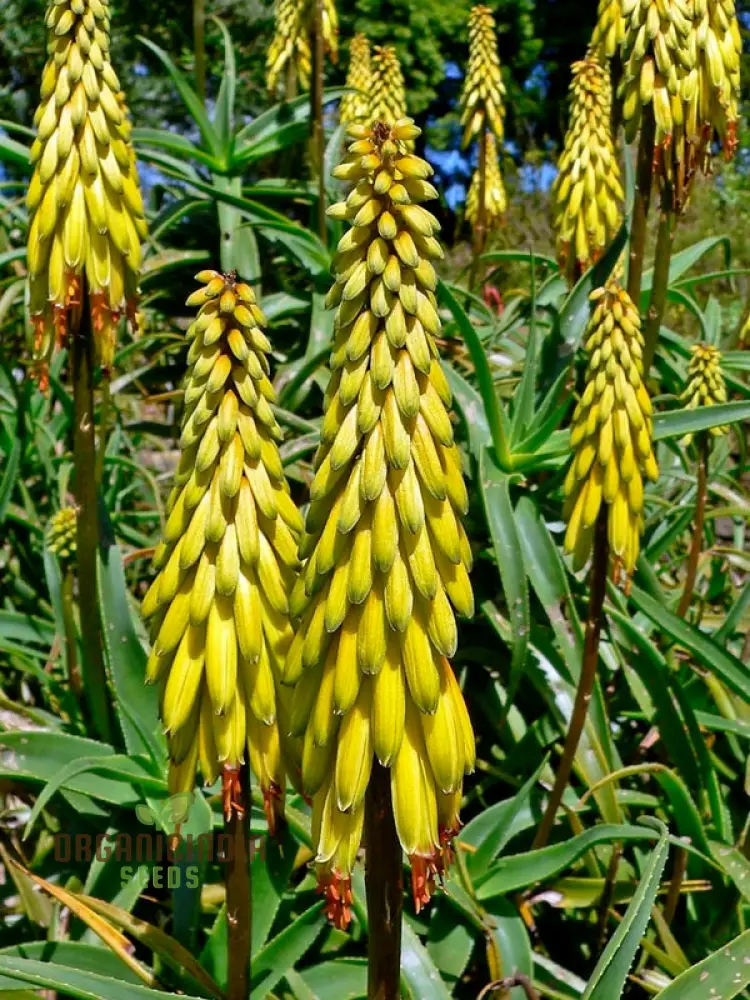 Aloe Striatula Seeds – Premium Exotic Garden Variety for Resilient Landscaping