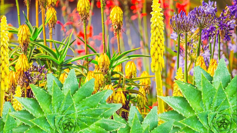 Aloe Striatula Seeds – Premium Exotic Garden Variety for Resilient Landscaping