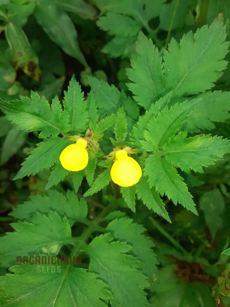 Calceolaria Mexicana Gold Purse Seeds – Unique Yellow Bloom Variety for Garden Planting