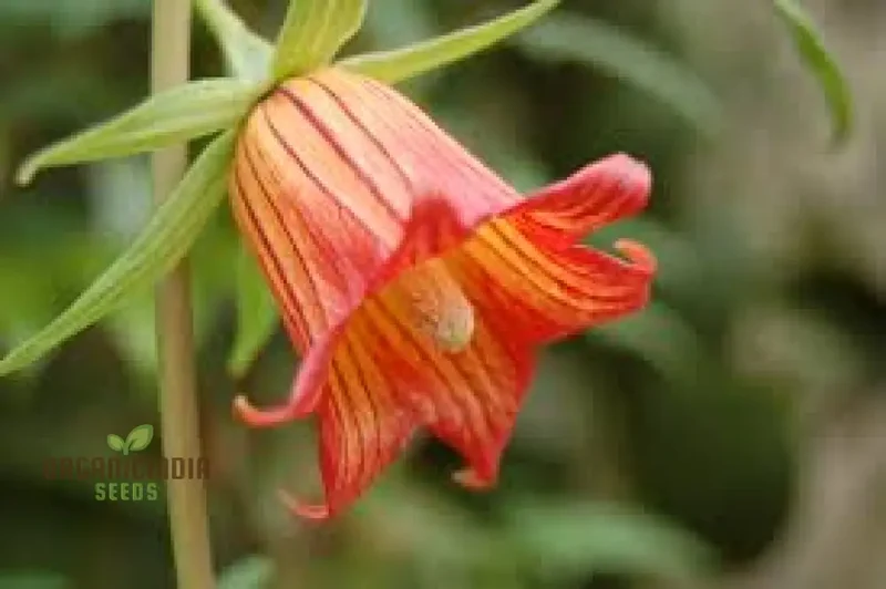 Canarina Canariensis Seeds For Planting: Rare Bellflower Vine for Your Garden Oasis - Exotic Canary Bellflower Plant for Vibrant Blooms and Elegant Trellising on Shopify