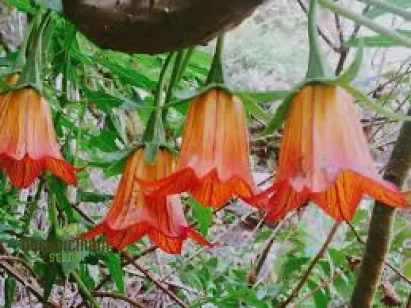 Canarina Canariensis Seeds For Planting: Rare Bellflower Vine for Your Garden Oasis - Exotic Canary Bellflower Plant for Vibrant Blooms and Elegant Trellising on Shopify