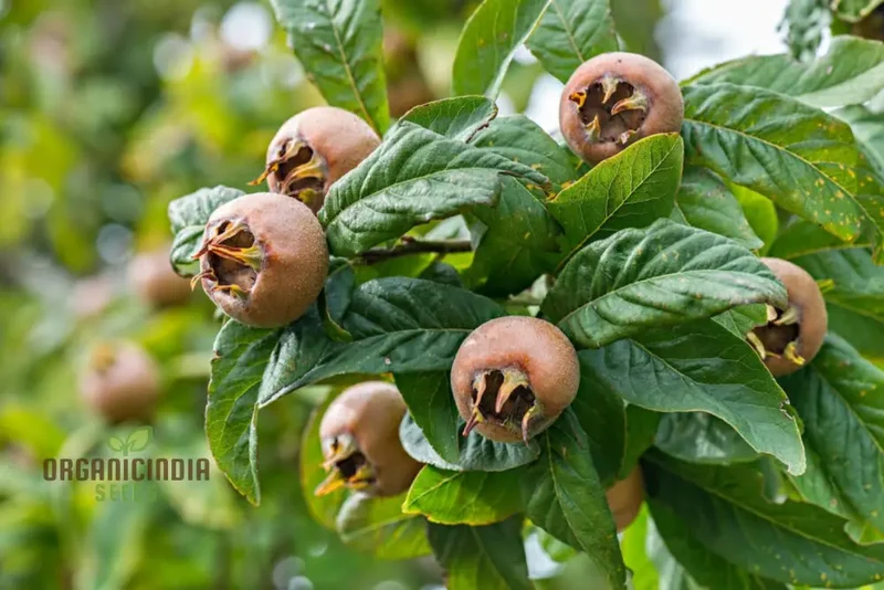 Medlar Seeds for Your Flourishing Garden: Plant & Grow with Confidence