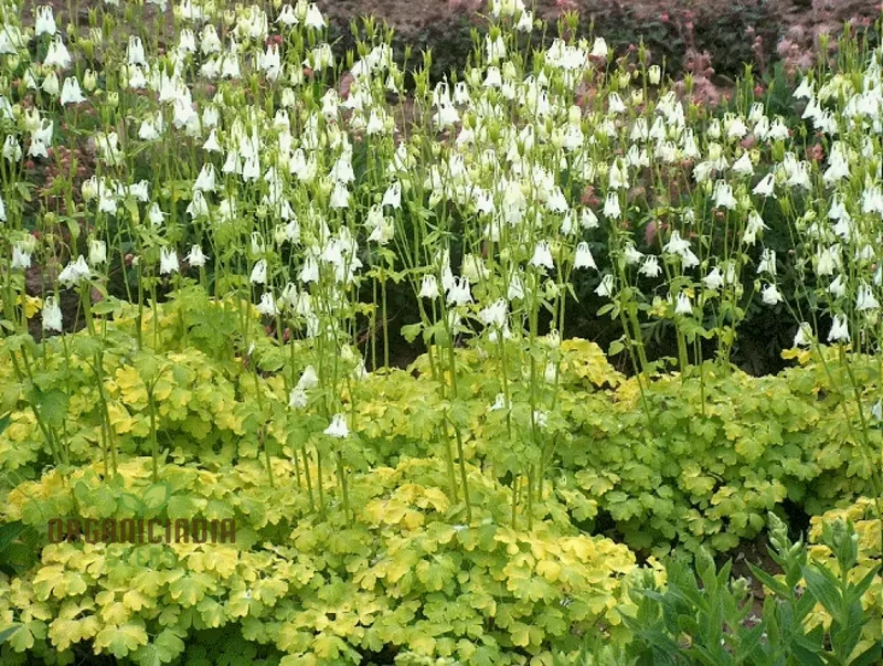 Aquilegia Vulgaris Mellow Yellow Shades Seeds – Easy-Grow Perennial Flower Variety for Gardens