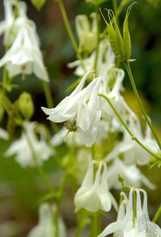 Aquilegia Vulgaris Mellow Yellow Shades Seeds – Easy-Grow Perennial Flower Variety for Gardens