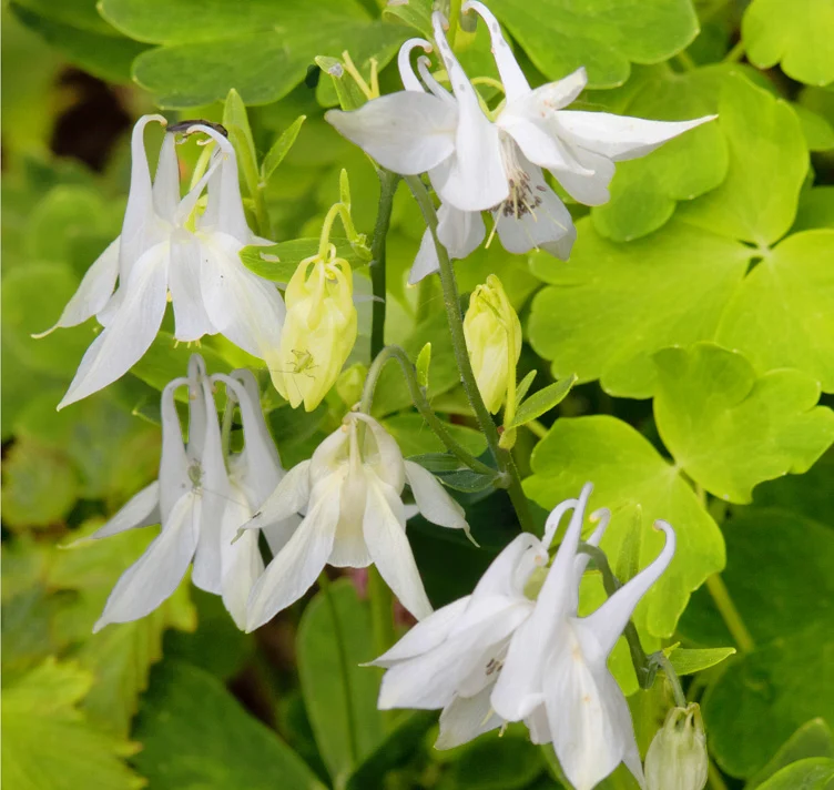 Aquilegia Vulgaris Mellow Yellow Shades Seeds – Easy-Grow Perennial Flower Variety for Gardens