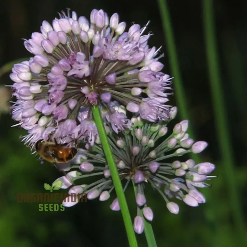 Allium Winklerianum Flower Seeds for Planting, Premium Quality Seeds for Elegant Gardens