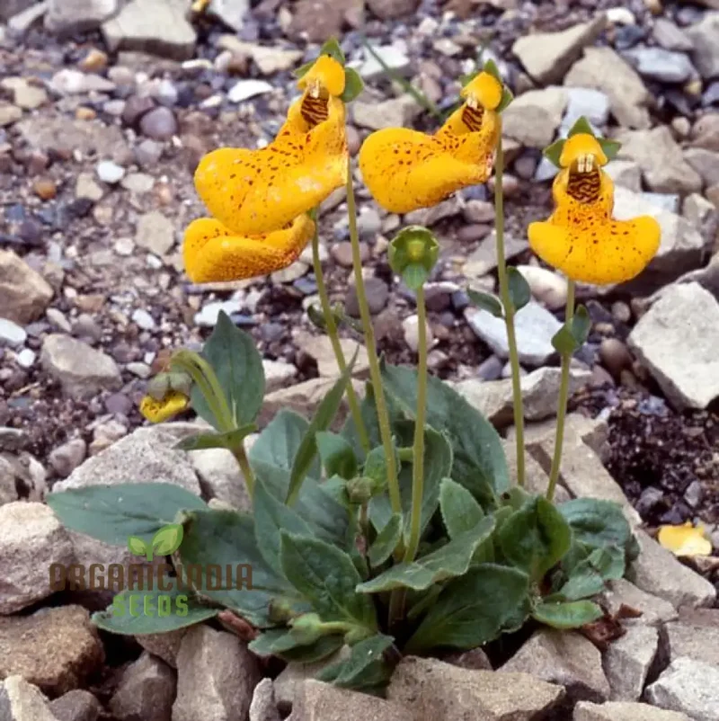 Calceolaria 'John Innes' Flowering Seeds for Planting, Growing Vibrant Blooms for Your Garden