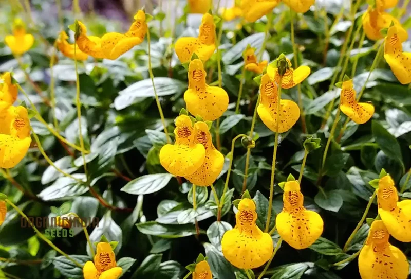 Calceolaria 'John Innes' Flowering Seeds for Planting, Growing Vibrant Blooms for Your Garden