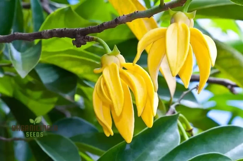 Cananga Odorata Seeds For Planting: Enhance Your Garden with Fragrant Ylang Ylang Trees and Plants