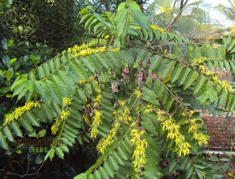 Cananga Odorata Seeds For Planting: Enhance Your Garden with Fragrant Ylang Ylang Trees and Plants