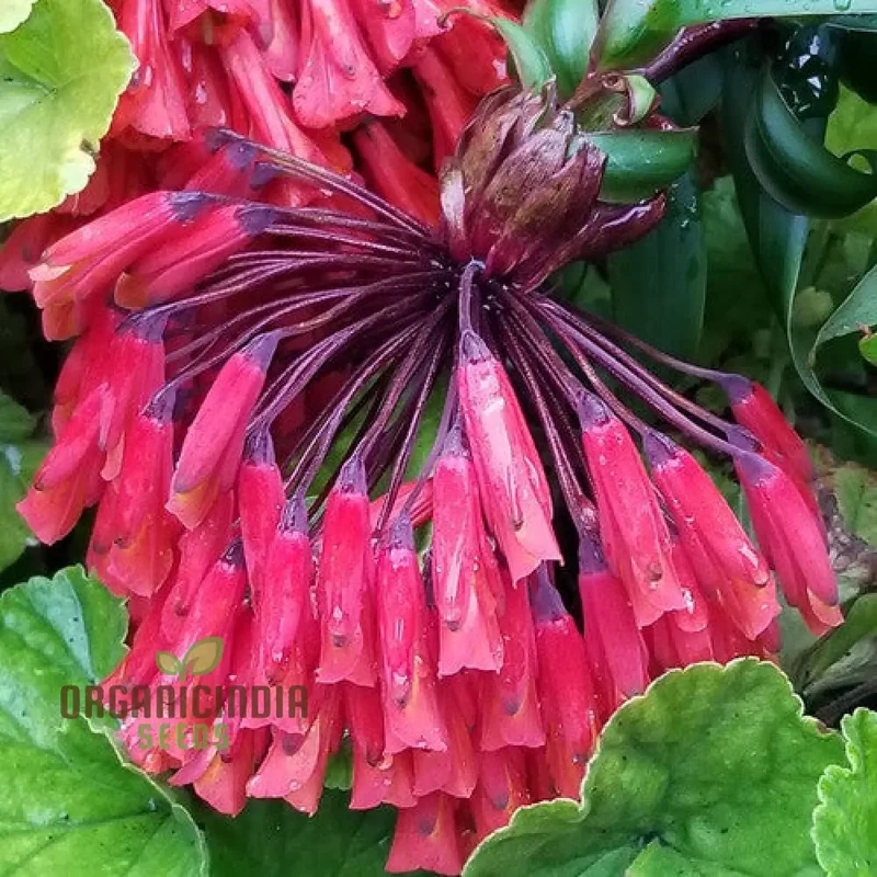 Bomarea Multiflora Seeds – Colorful Blooming Vine Variety for Garden Planting