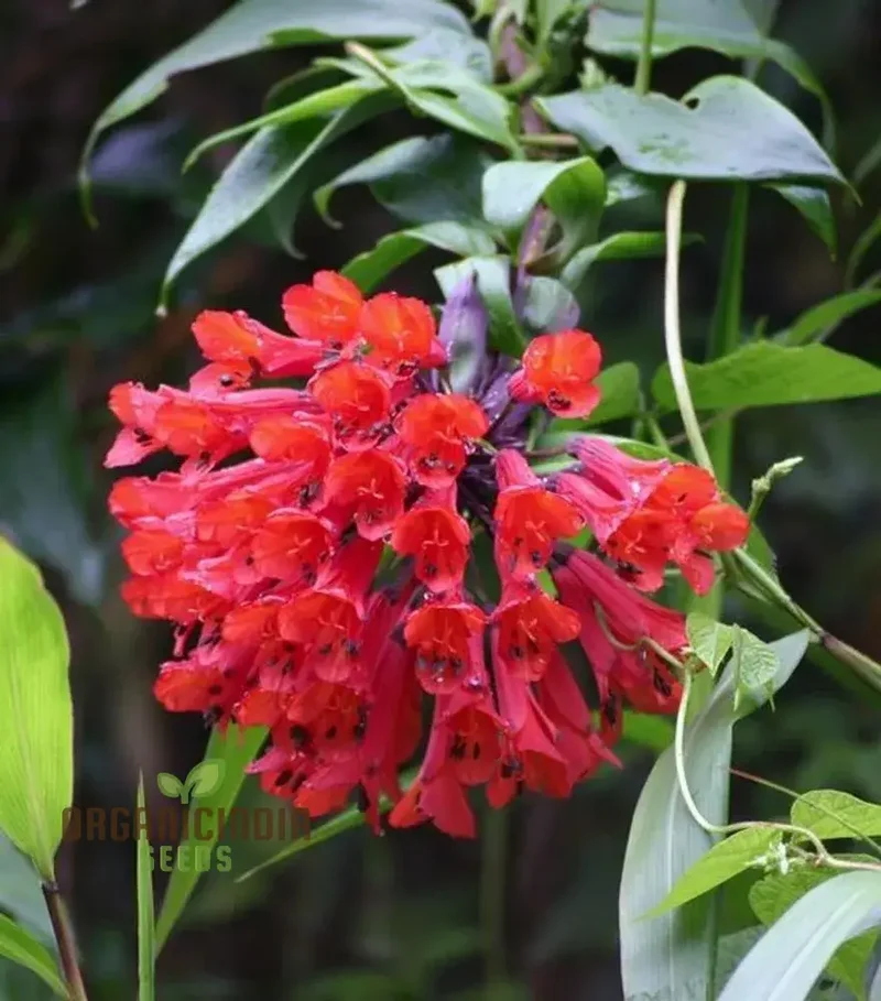 Bomarea Multiflora Seeds – Colorful Blooming Vine Variety for Garden Planting