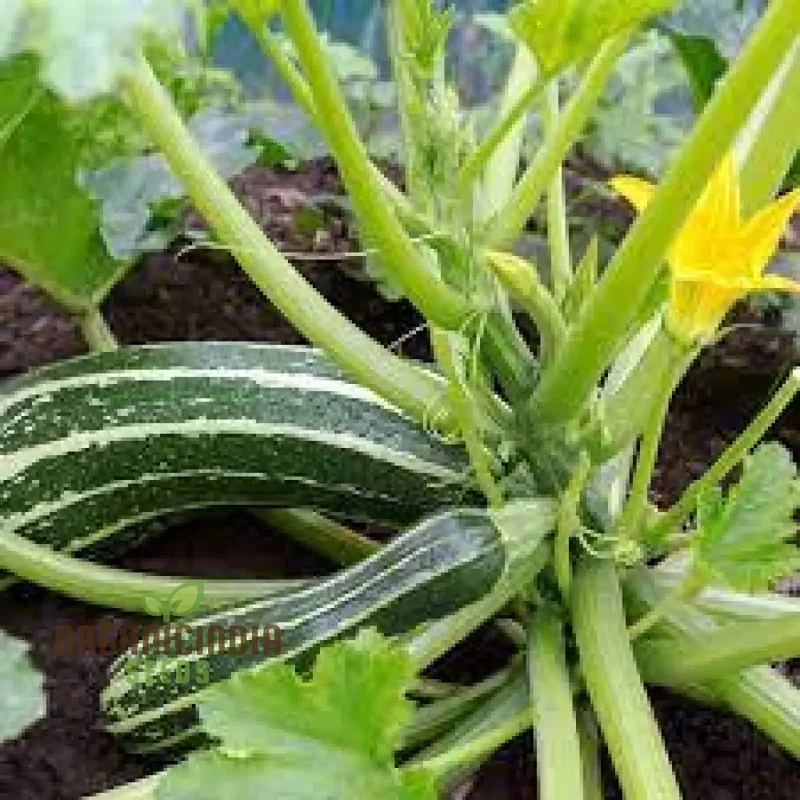 MARROW BUSH BABY F1 Seeds: Premium Gardening Seeds for Planting