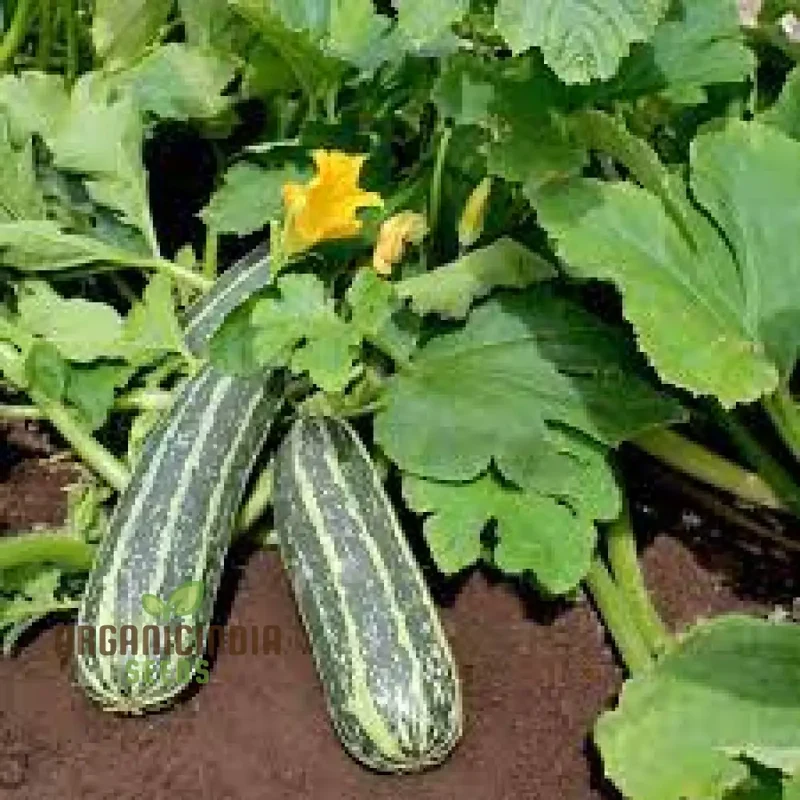 MARROW BUSH BABY F1 Seeds: Premium Gardening Seeds for Planting