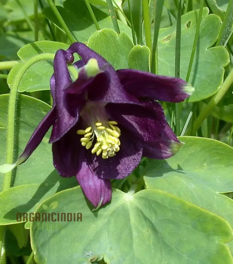Aquilegia Vulgaris 'Kurdistanica' Seeds - Perfect for Gardening Enthusiasts - Stunning Lengthy Blooms