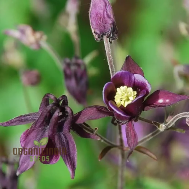 Aquilegia Vulgaris 'Kurdistanica' Seeds - Perfect for Gardening Enthusiasts - Stunning Lengthy Blooms