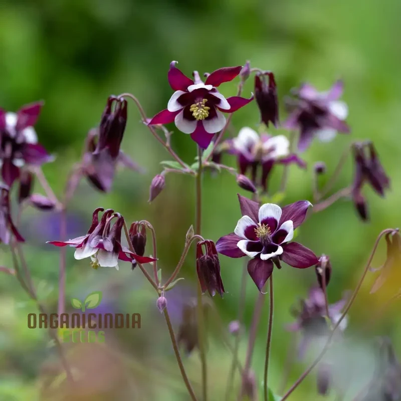 Aquilegia Vulgaris 'Kurdistanica' Seeds - Perfect for Gardening Enthusiasts - Stunning Lengthy Blooms