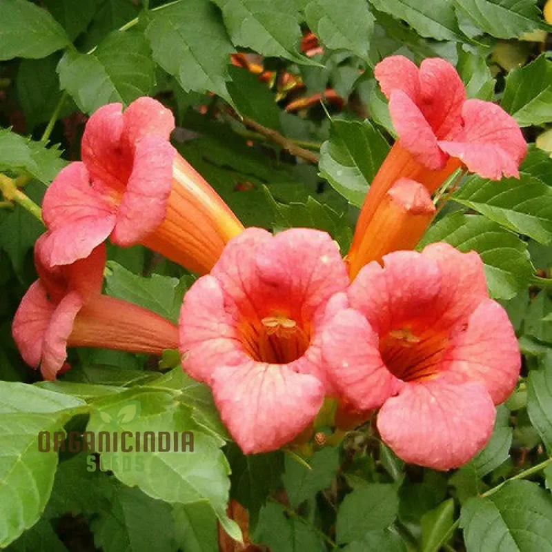 Campsis Radicans Seeds – Vibrant Trumpet Vine Variety for Hardy Climbing Gardens