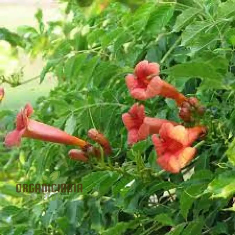 Campsis Radicans Seeds – Vibrant Trumpet Vine Variety for Hardy Climbing Gardens