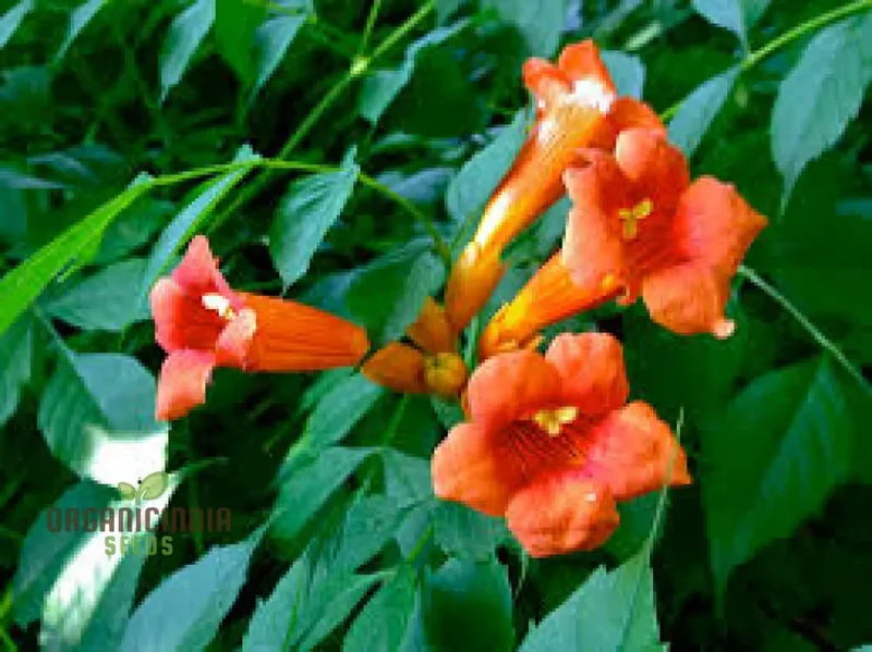 Campsis Radicans Seeds – Vibrant Trumpet Vine Variety for Hardy Climbing Gardens
