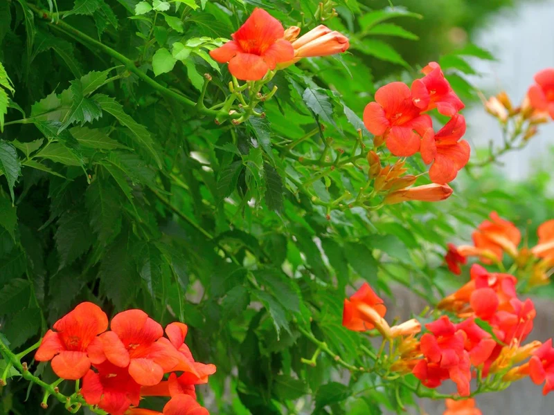 Campsis Radicans Seeds – Vibrant Trumpet Vine Variety for Hardy Climbing Gardens