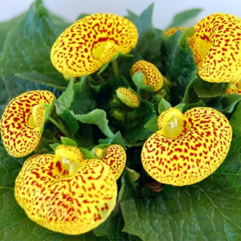 Calceolaria integrifolia Seeds – Hardy and Beautiful Blooming Variety for Garden Planting