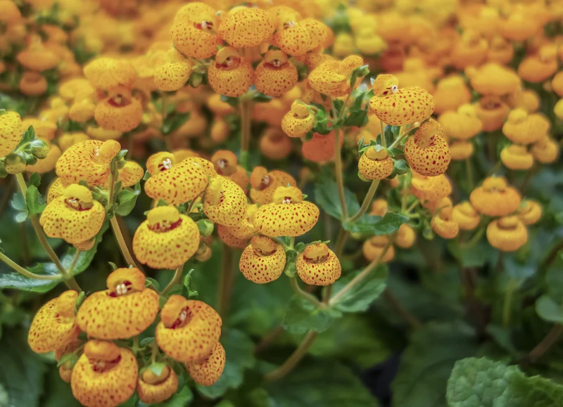 Calceolaria integrifolia Seeds – Hardy and Beautiful Blooming Variety for Garden Planting