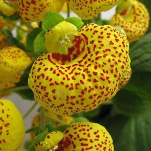 Calceolaria integrifolia Seeds – Hardy and Beautiful Blooming Variety for Garden Planting