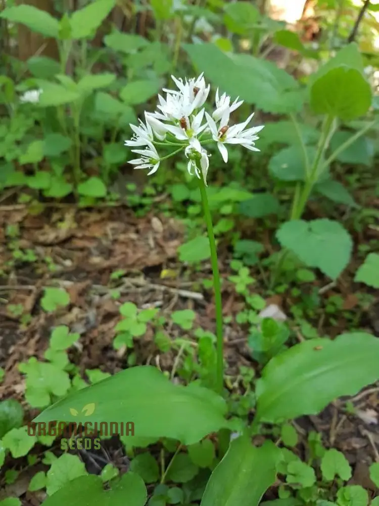 Allium Ursinum Flower Seeds for Planting, Premium Quality Seeds for Lush and Vibrant Gardens