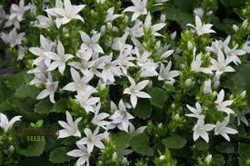 Campanula Poscharskyana Var. Lanata Seeds For Planting: Enchanting Bellflower for Your Garden Haven | Shop Unique Gardening Delights
