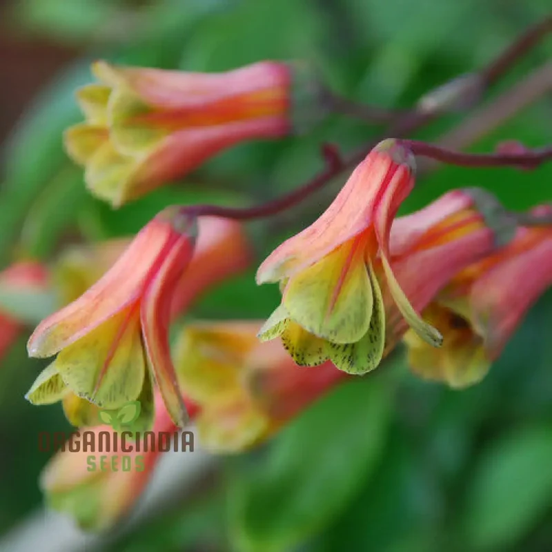 Bomarea Hirtella Seeds – Exquisite Climbing Vine Variety for Garden Planting