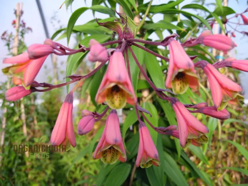 Bomarea Hirtella Seeds – Exquisite Climbing Vine Variety for Garden Planting