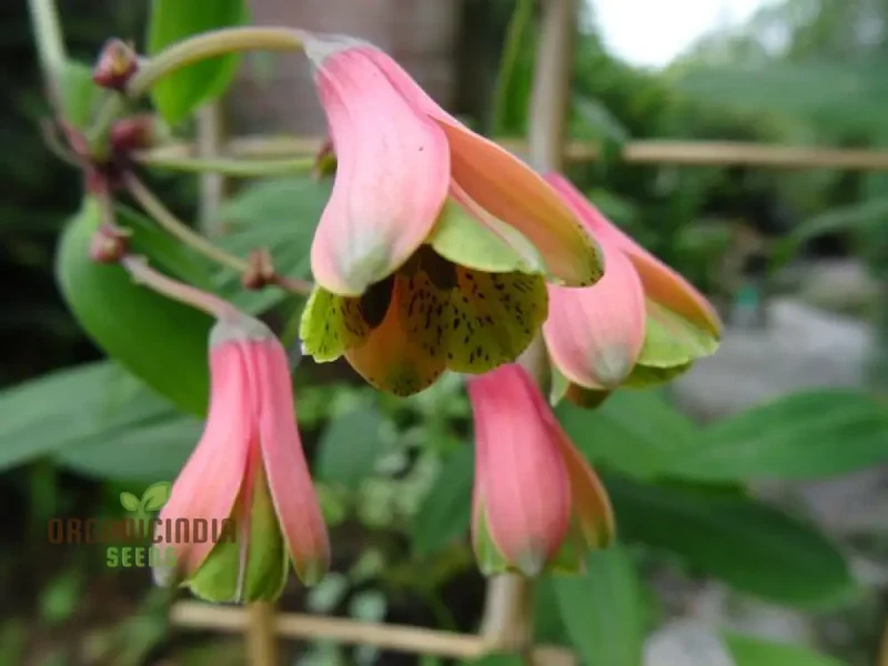 Bomarea Hirtella Seeds – Exquisite Climbing Vine Variety for Garden Planting