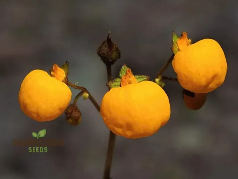 Calceolaria filicaulis Flower Seeds for Planting, Cultivating Delicate and Stunning Blooms in Your Garden