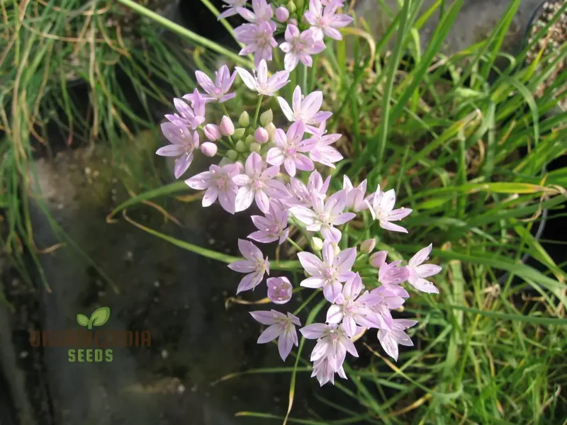 Allium Unifolium Seeds – Premium Ornamental Variety for Charming Garden Blooms