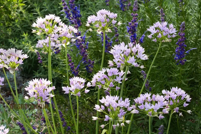 Allium Unifolium Seeds – Premium Ornamental Variety for Charming Garden Blooms