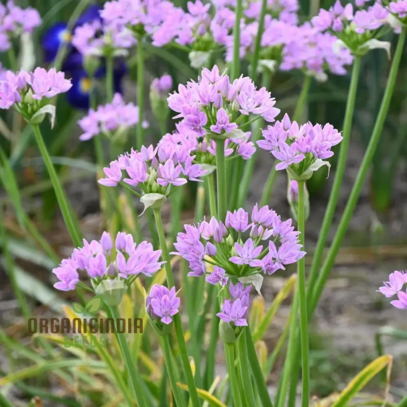 Allium Unifolium Seeds – Premium Ornamental Variety for Charming Garden Blooms