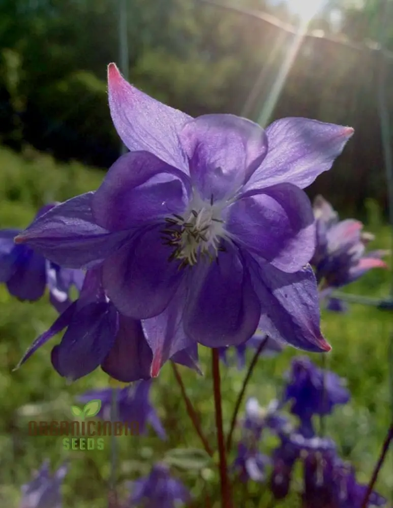 Aquilegia Vulgaris Blue Flamingo Seeds – Premium Perennial Variety for Home Garden Planting