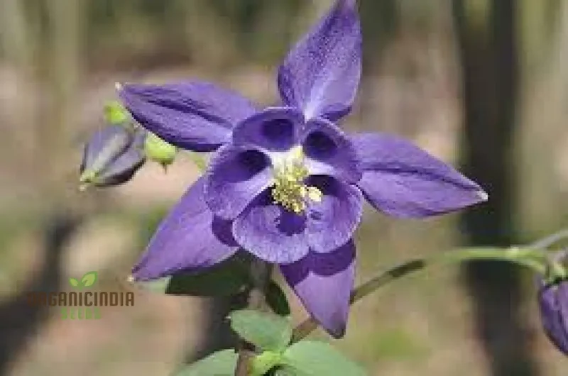 Aquilegia Vulgaris Blue Flamingo Seeds – Premium Perennial Variety for Home Garden Planting