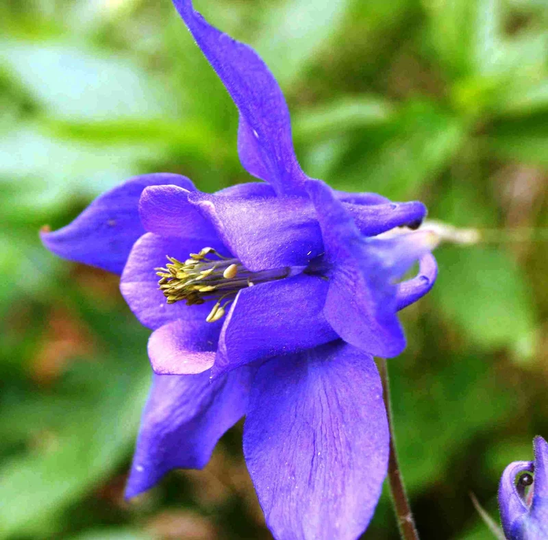 Aquilegia Vulgaris Blue Flamingo Seeds – Premium Perennial Variety for Home Garden Planting