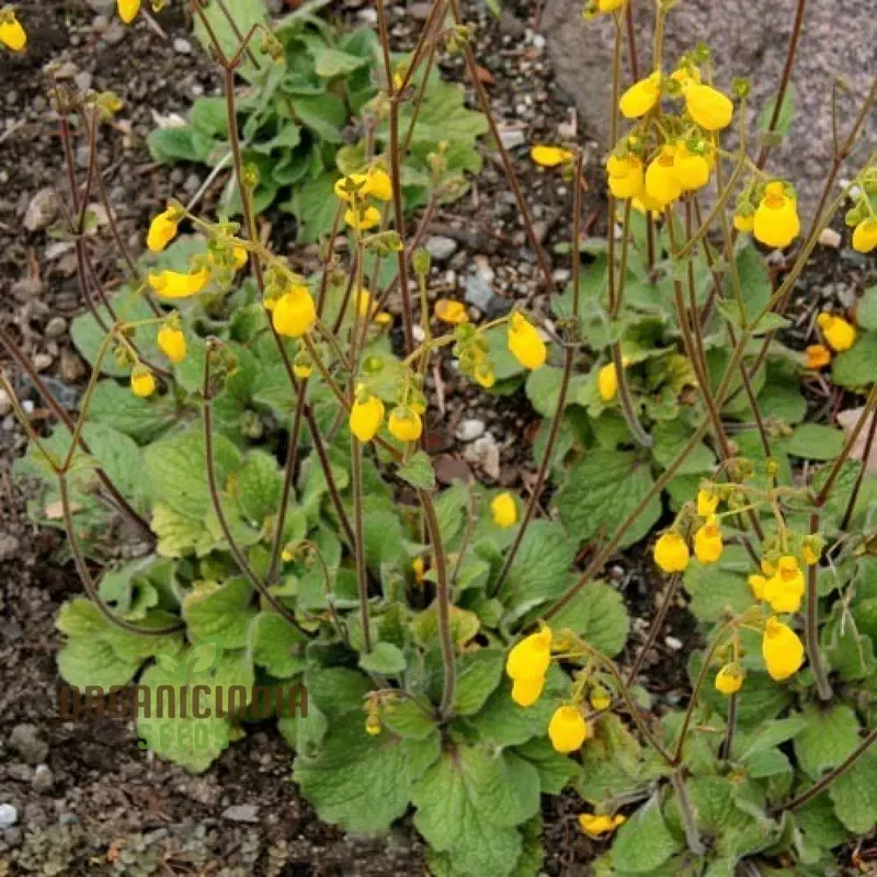 Calceolaria falklandica Flower Seeds for Planting, Growing Unique and Beautiful Blooms with Expert Planting and Gardening