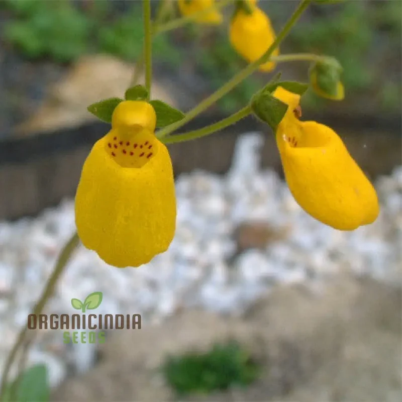 Calceolaria falklandica Flower Seeds for Planting, Growing Unique and Beautiful Blooms with Expert Planting and Gardening