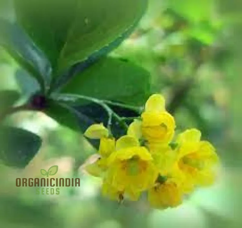 Berberis Hypokerina Seeds For Planting: The Ultimate Gardening Solution for a Vibrant, Low-Maintenance Garden | Enhance Your Outdoor Space with Hardy, Evergreen Beauty