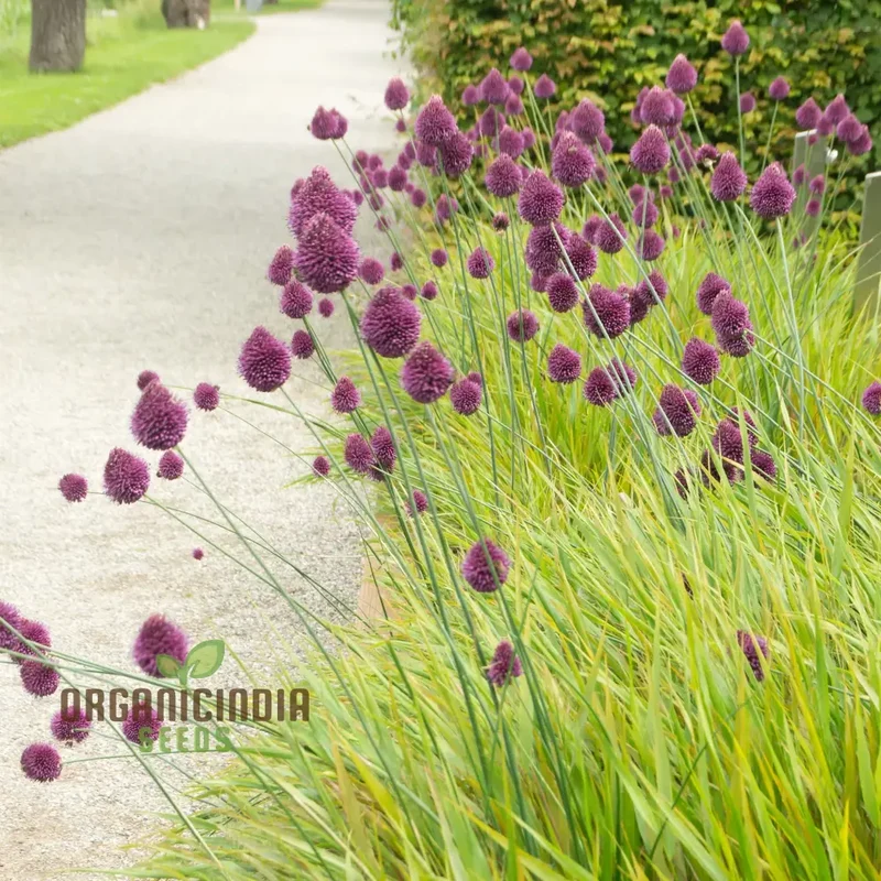 Allium Sphaerocephalon Flower Seeds for Planting, Premium Quality Seeds for Garden Blooms