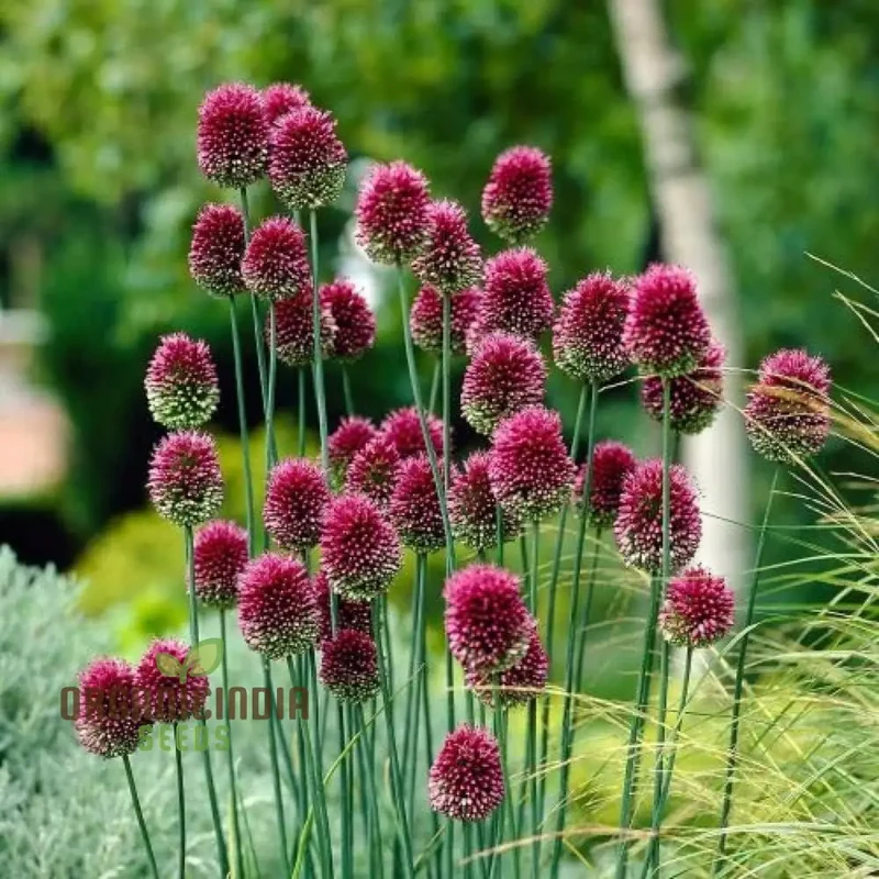 Allium Sphaerocephalon Flower Seeds for Planting, Premium Quality Seeds for Garden Blooms