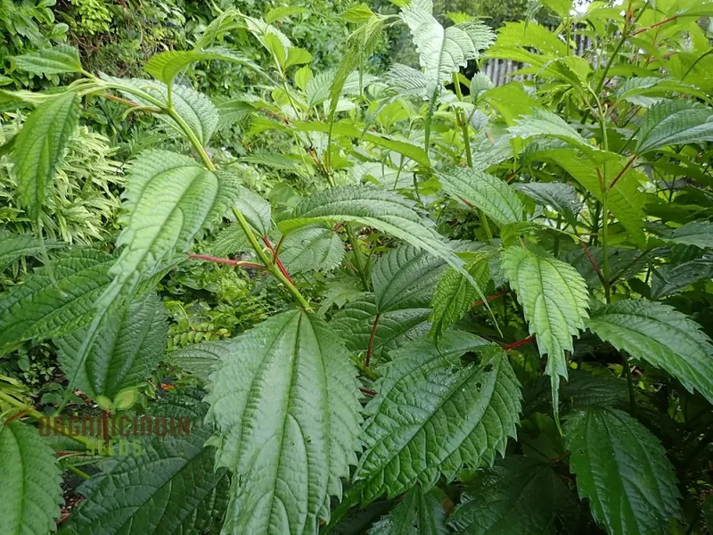 Boehmeria Sieboldiana Seeds For Planting, Perfect for Unique Landscaping and Gardening