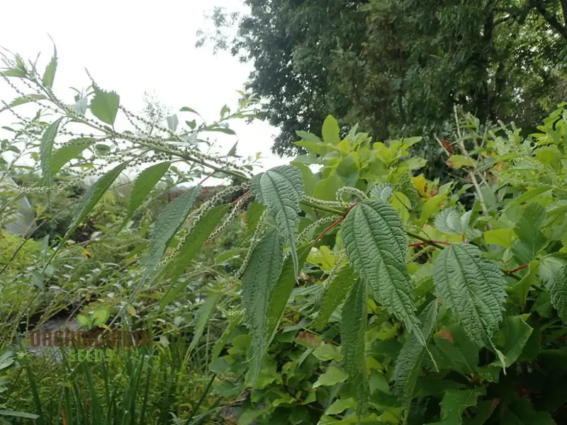 Boehmeria Sieboldiana Seeds For Planting, Perfect for Unique Landscaping and Gardening