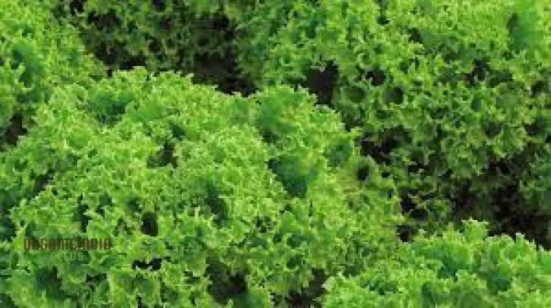 LETTUCE LOLLO BIONDA Seeds for Expert Gardening - High-Quality Seeds for Lush, Green Gardens